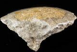 Polished Fossil Coral Head - Morocco #44917-2